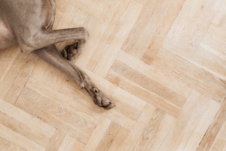 a snake on a wood floor
