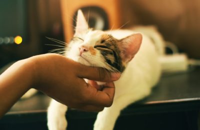 3 Reasons to Get Health Insurance for Your Cat