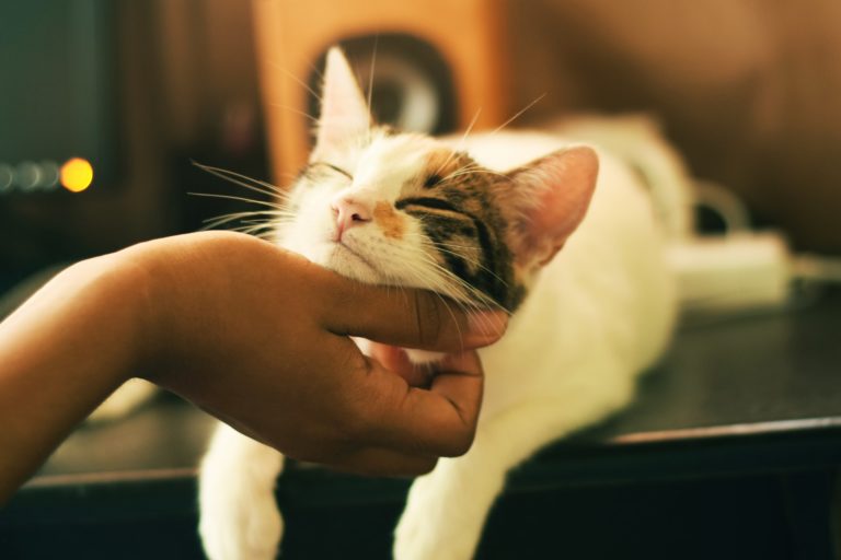 a cat with its head on a person's hand