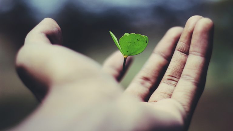 a person holding a small green leaf