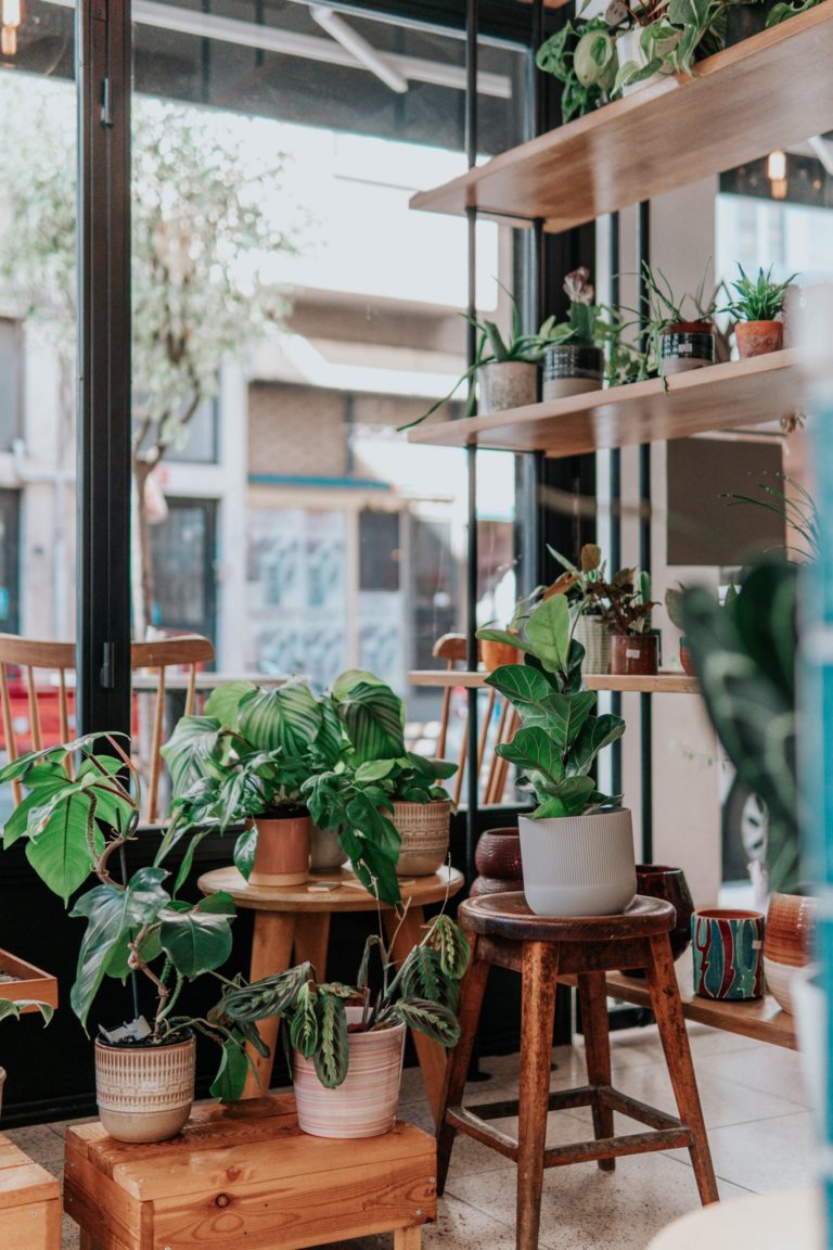 a group of potted plants in a room