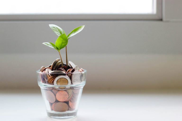 a small plant in a pot