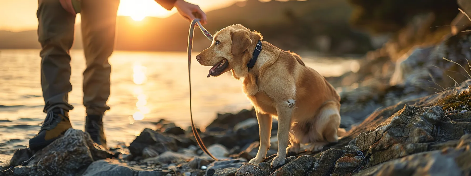 a professional business owner giving probiotics to a dog tied to an anchor.
